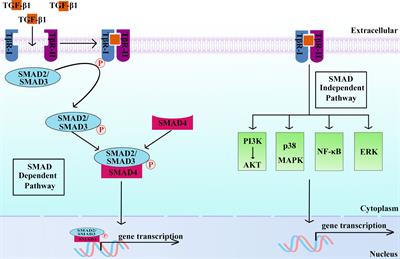 Role of Transforming Growth Factor-β1 in Regulating Fetal-Maternal Immune Tolerance in Normal and Pathological Pregnancy